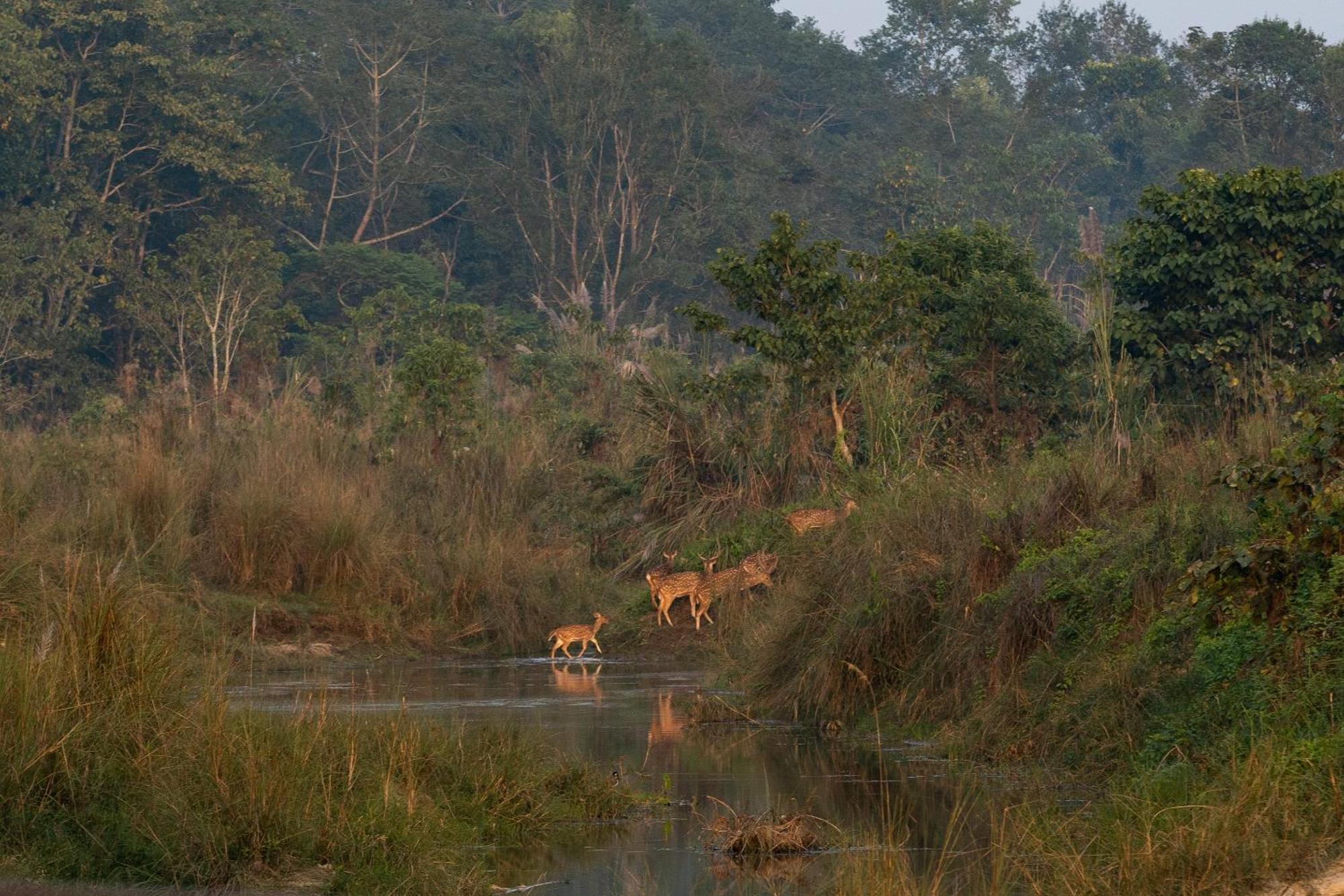 Jungle Villa Resort - Near Chitwan National Park Exterior foto